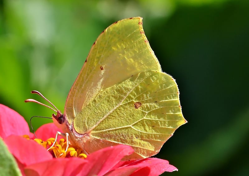 Summer blooms